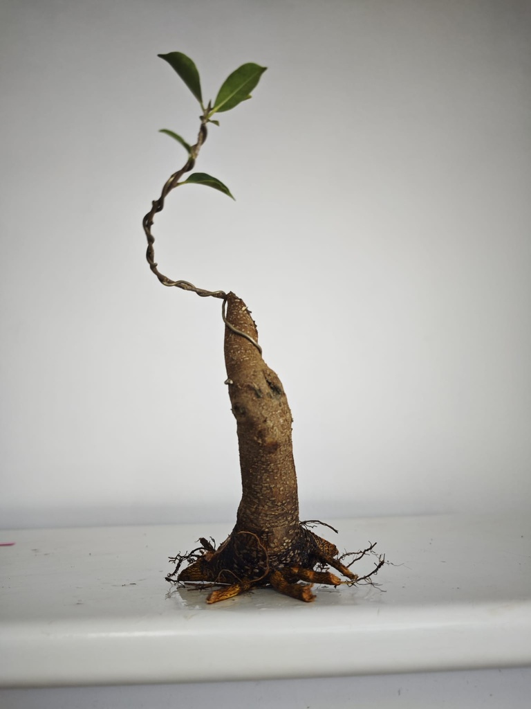 R 3. Ficus retusa 120 euros con envio gratis peninsula.