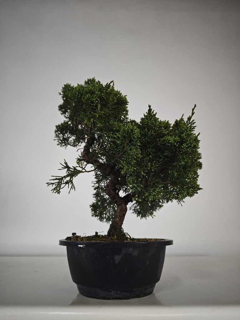 *N.º 3 Juniperus chinensis kyushu 60 euros Passport --153692- 0509 D-ES2543