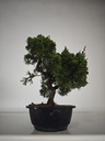 *N.º 3 Juniperus chinensis kyushu 60 euros Passport --153692- 0509 D-ES2543