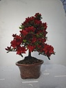 *A 1. Rhododendron indicum, 70 euros con envio gratis peninsula