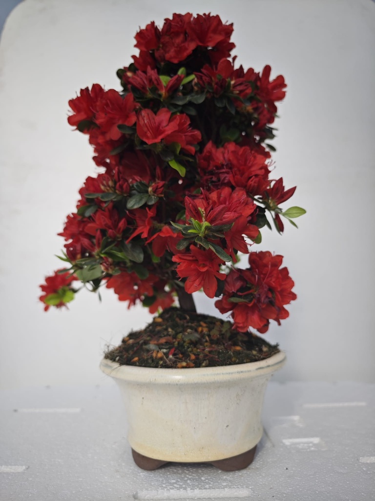 *A2. Rhododendron indicum, 70 euros con envio gratis peninsula