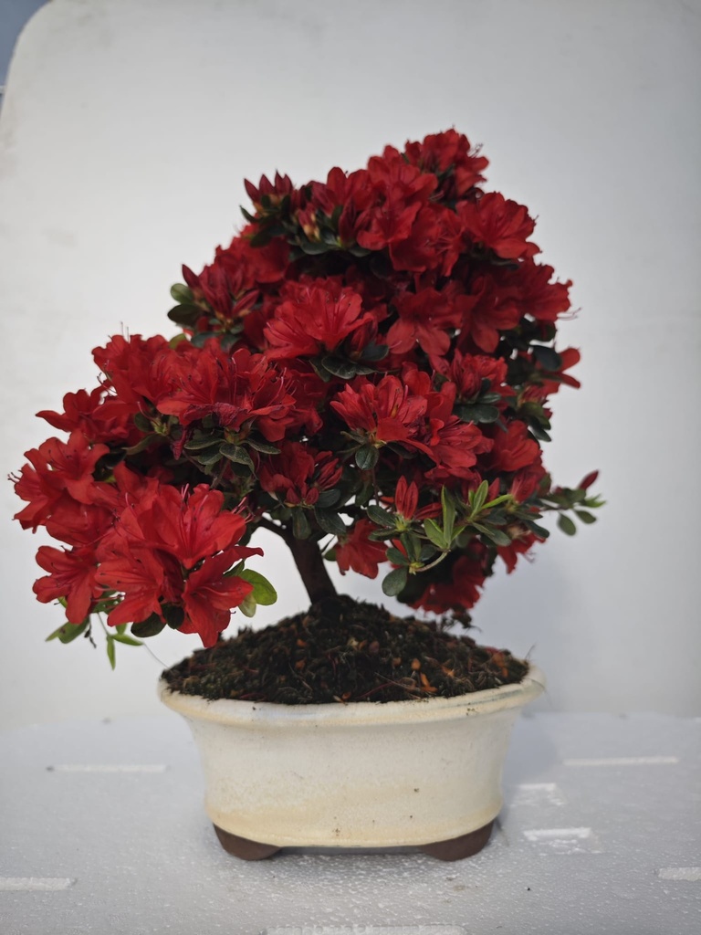 *A2. Rhododendron indicum, 70 euros con envio gratis peninsula