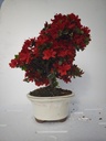 *A 3. Rhododendron indicum, 70 euros con envio gratis peninsula