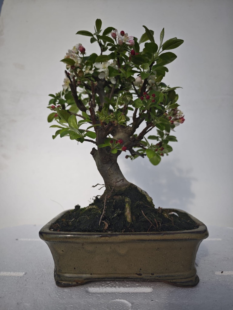 M 1. Malus 100 euros con envio gratis peninmsula.