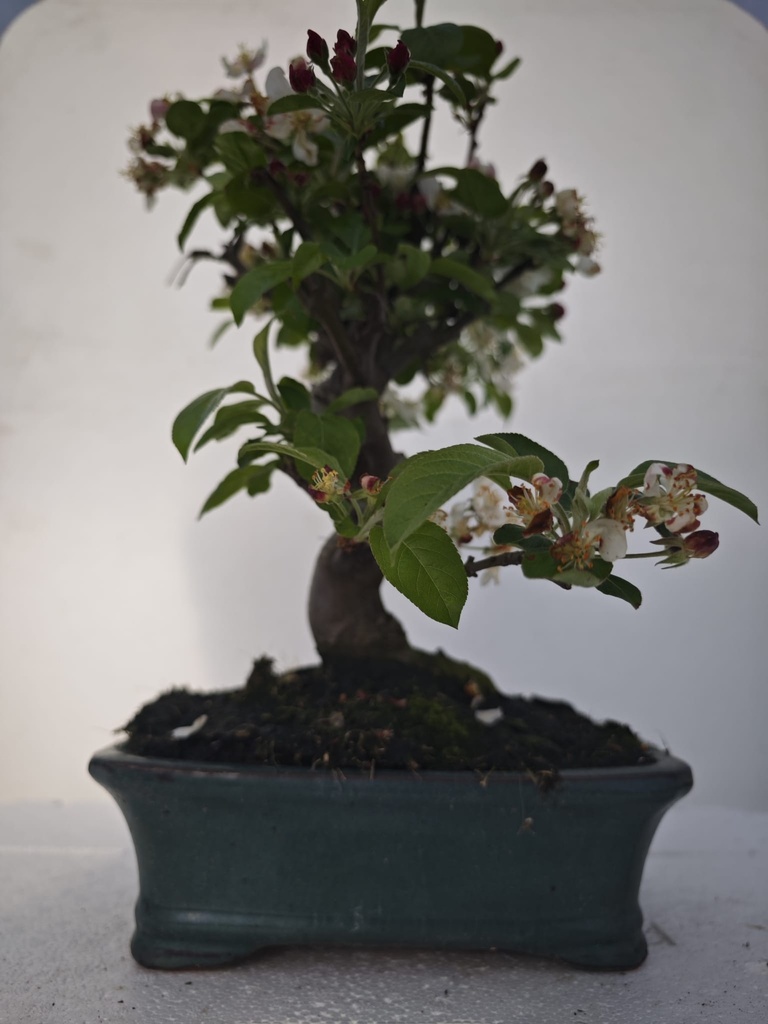 *M 2. Malus 100 euros con envio gratis peninsula.