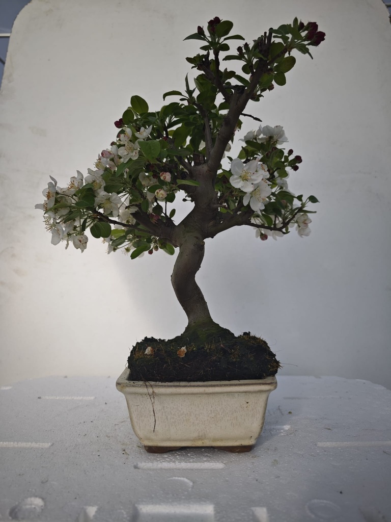 *M 5. Malus 100 euros con envio gratis peninsula.