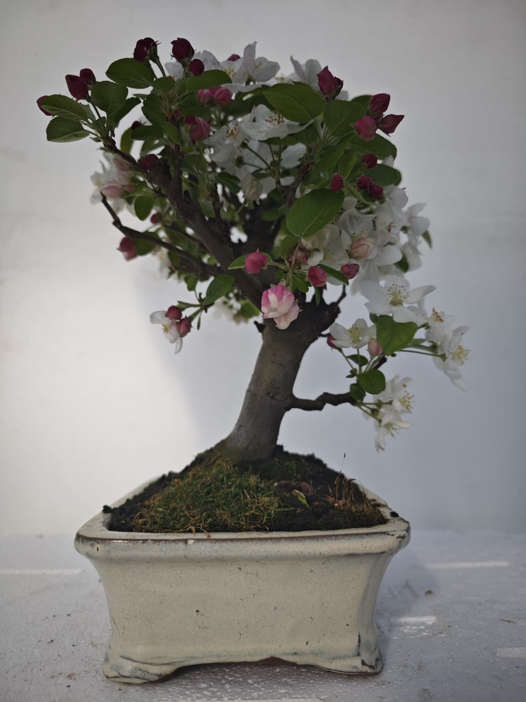 *M 6. Malus 100 euros con envio gratis peninsula.