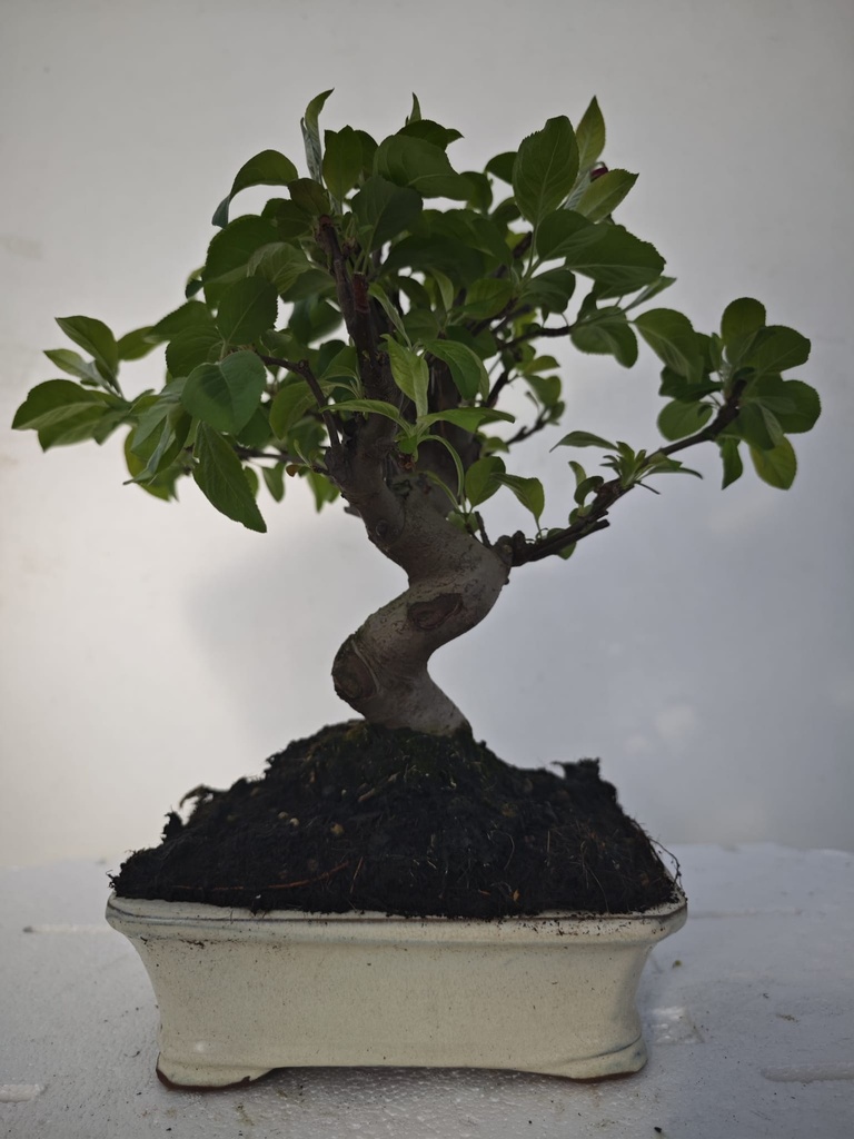 *M 7. Malus 100 euros con envio gratis peninsula.