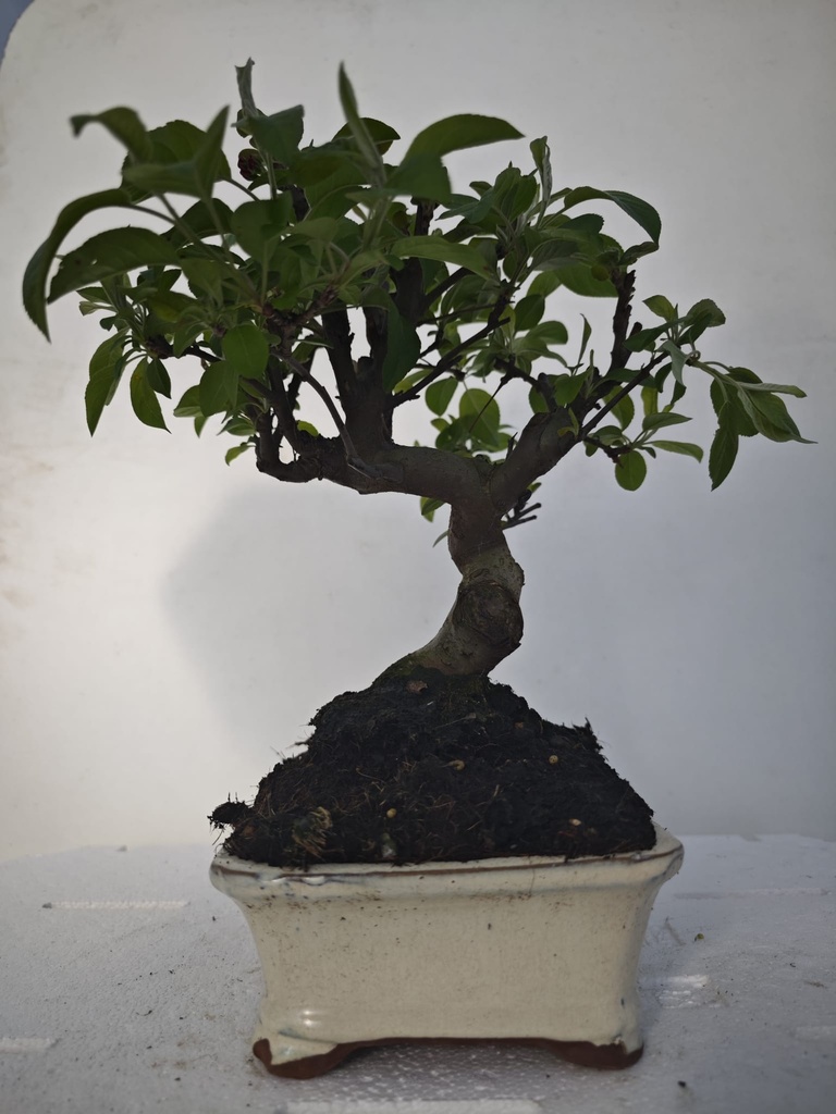 *M 7. Malus 100 euros con envio gratis peninsula.