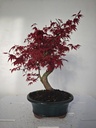 *D 21. Acer palmatum deshojo 220 euros con envio gratis peninmsula.