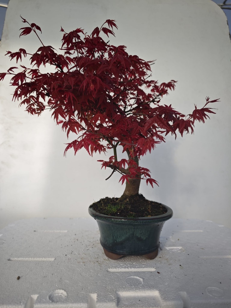 *D 21. Acer palmatum deshojo 220 euros con envio gratis peninmsula.