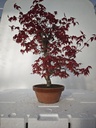 *D 22. Acer palmatum deshojo 220 euros con envio gratis peninsula.
