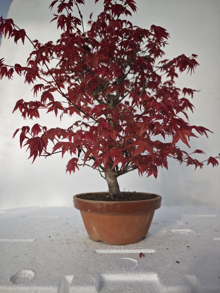 *D 22. Acer palmatum deshojo 220 euros con envio gratis peninsula.