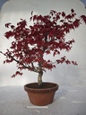 *D 24. Acer palmatum deshojo 220 euros con envio gratis peninsula.