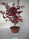 *D 24. Acer palmatum deshojo 220 euros con envio gratis peninsula.