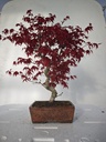 *D 26. Acer palmatum deshojo 220 euros con envio gratis peninsula.