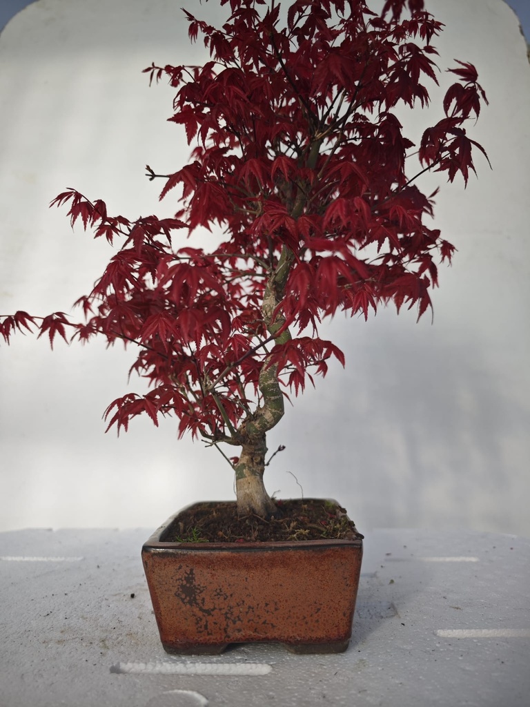 *D 26. Acer palmatum deshojo 220 euros con envio gratis peninsula.