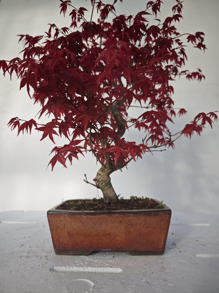 *D 26. Acer palmatum deshojo 220 euros con envio gratis peninsula.