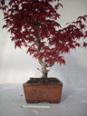 *D 26. Acer palmatum deshojo 220 euros con envio gratis peninsula.