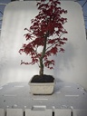 *D 27. Acer palmatum deshojo 220 euros con envio gratis peninsula.