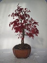 *D 28. Acer palmatum deshojo 220 euros con envio gratis peninsula.