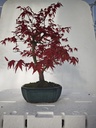 *D 29. Acer palmatum deshojo 220 euros con envio gratis peninsula.