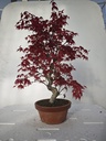 *D 29. Acer palmatum deshojo 220 euros con envio gratis peninsula.