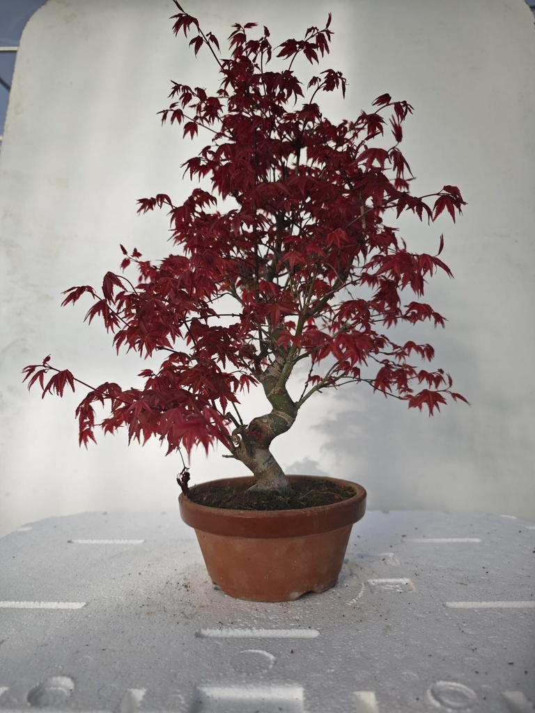 *D 29. Acer palmatum deshojo 220 euros con envio gratis peninsula.