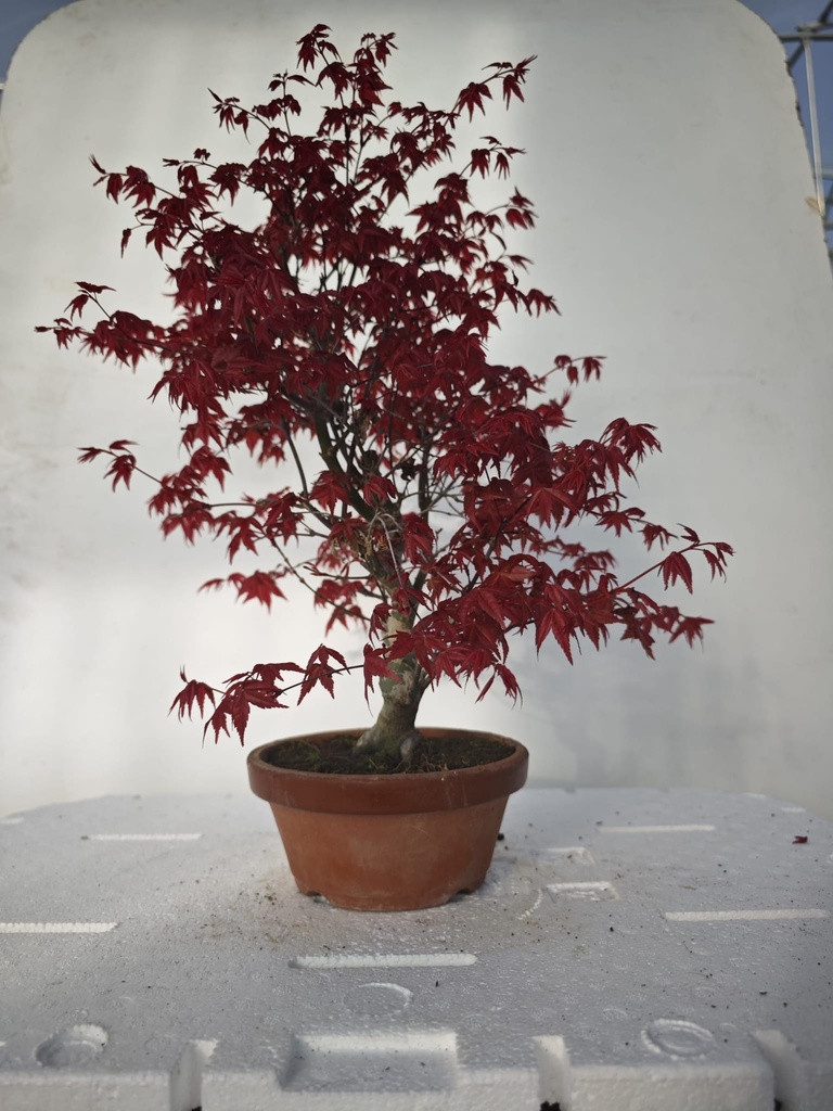 *D 29. Acer palmatum deshojo 220 euros con envio gratis peninsula.
