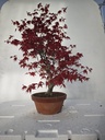 *D 29. Acer palmatum deshojo 220 euros con envio gratis peninsula.