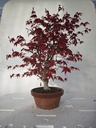 *D 29. Acer palmatum deshojo 220 euros con envio gratis peninsula.