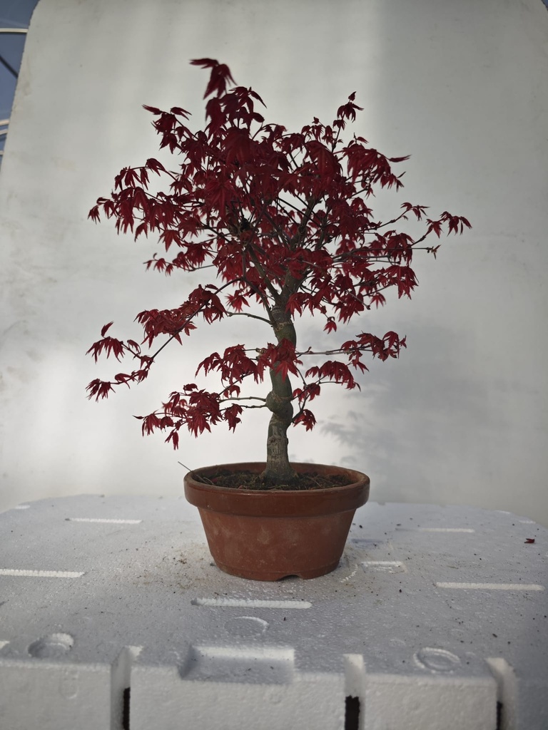 *D 32. Acer palmatum deshojo 220 euros con envio gratis peninsula.
