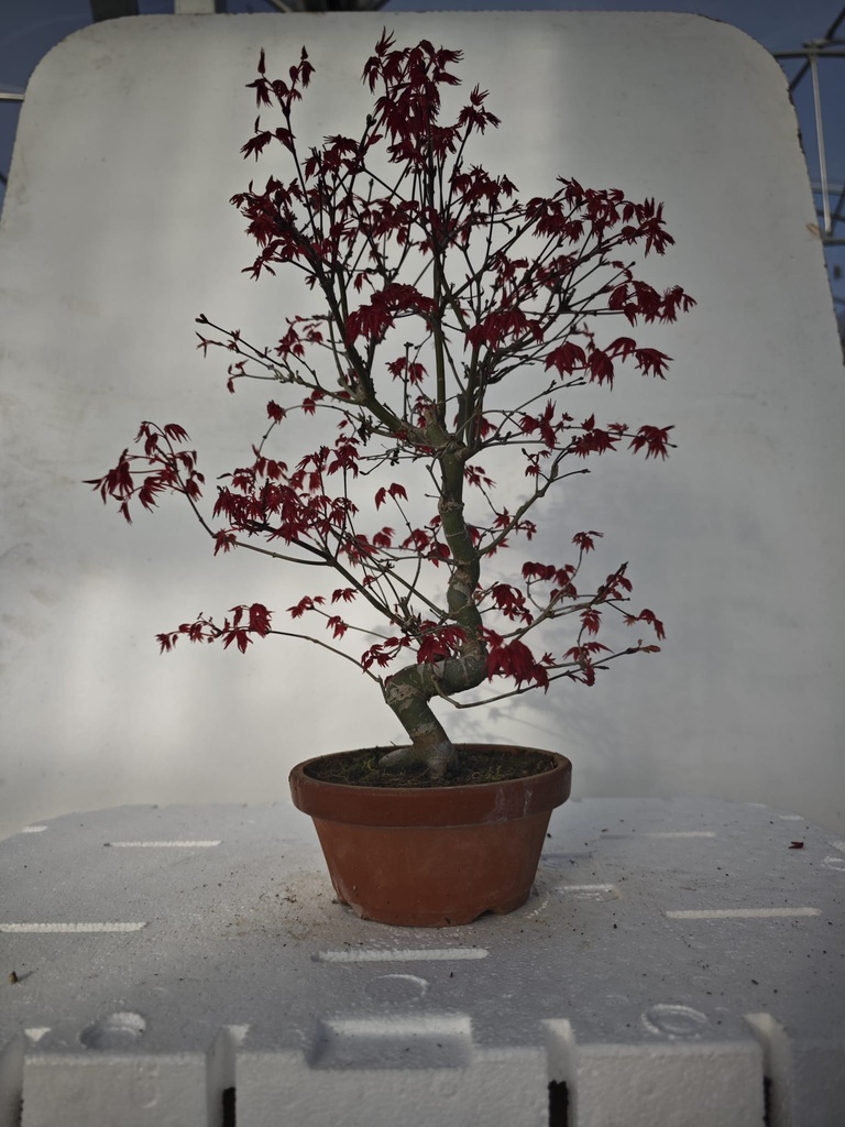 *D 33. Acer palmatum deshojo 220 euros con envio gratis peninsula.