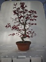 *D 33. Acer palmatum deshojo 220 euros con envio gratis peninsula.
