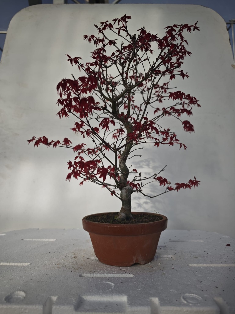 *D 33. Acer palmatum deshojo 220 euros con envio gratis peninsula.