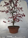 *D 33. Acer palmatum deshojo 220 euros con envio gratis peninsula.