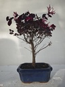 Loropetalum 45 euros con evio gratis peninsula.