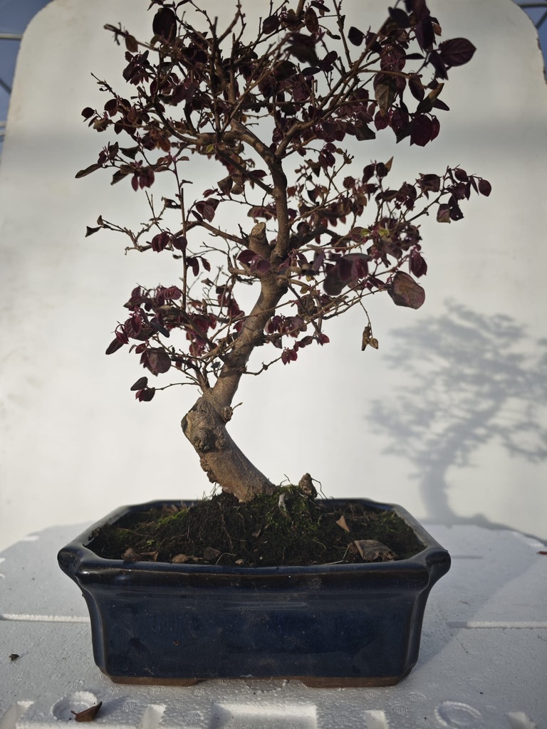 *L 21. Loropetalum 100 euros con evio gratis peninsula.