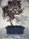 *L 22. Loropetalum 100 euros con evio gratis peninsula.