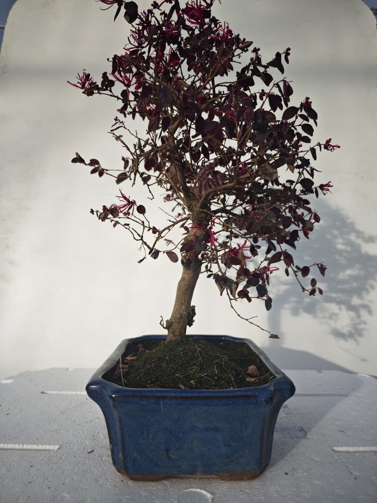 *L 22. Loropetalum 100 euros con evio gratis peninsula.