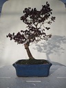 *L 23. Loropetalum 100 euros con evio gratis peninsula.