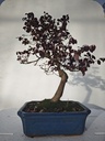 *L 23. Loropetalum 100 euros con evio gratis peninsula.