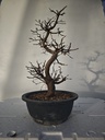 *Ca 1. Carpinus coreana 120 euros con envio gratis peninsula.