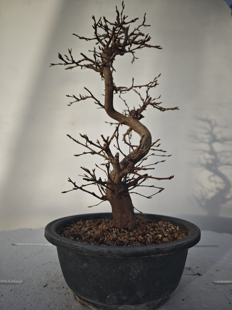 *Ca 1. Carpinus coreana 120 euros con envio gratis peninsula.