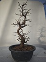 *Ca 1. Carpinus coreana 120 euros con envio gratis peninsula.