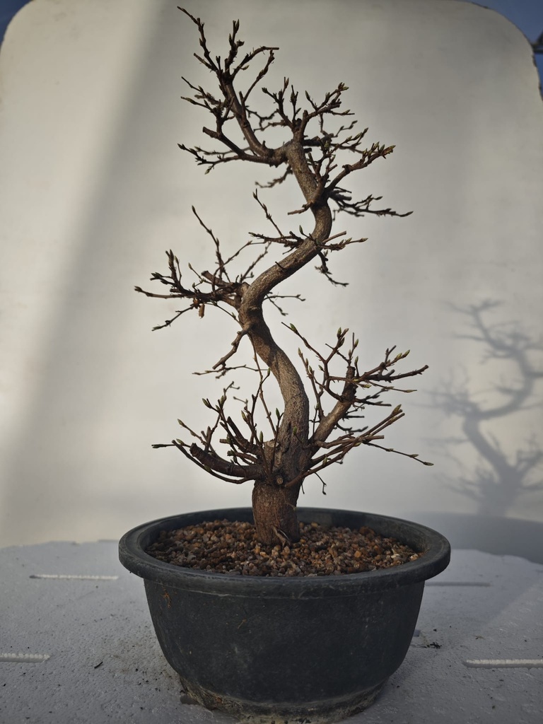 *Ca 1. Carpinus coreana 120 euros con envio gratis peninsula.