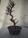 *Ca 2. Carpinus coreana 120 euros con envio gratis peninsula.