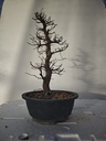 *Ca 2. Carpinus coreana 120 euros con envio gratis peninsula.