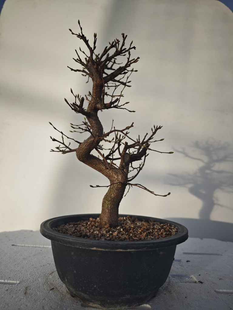 *Ca 4. Carpinus coreana 120 euros con envio gratis peninsula.