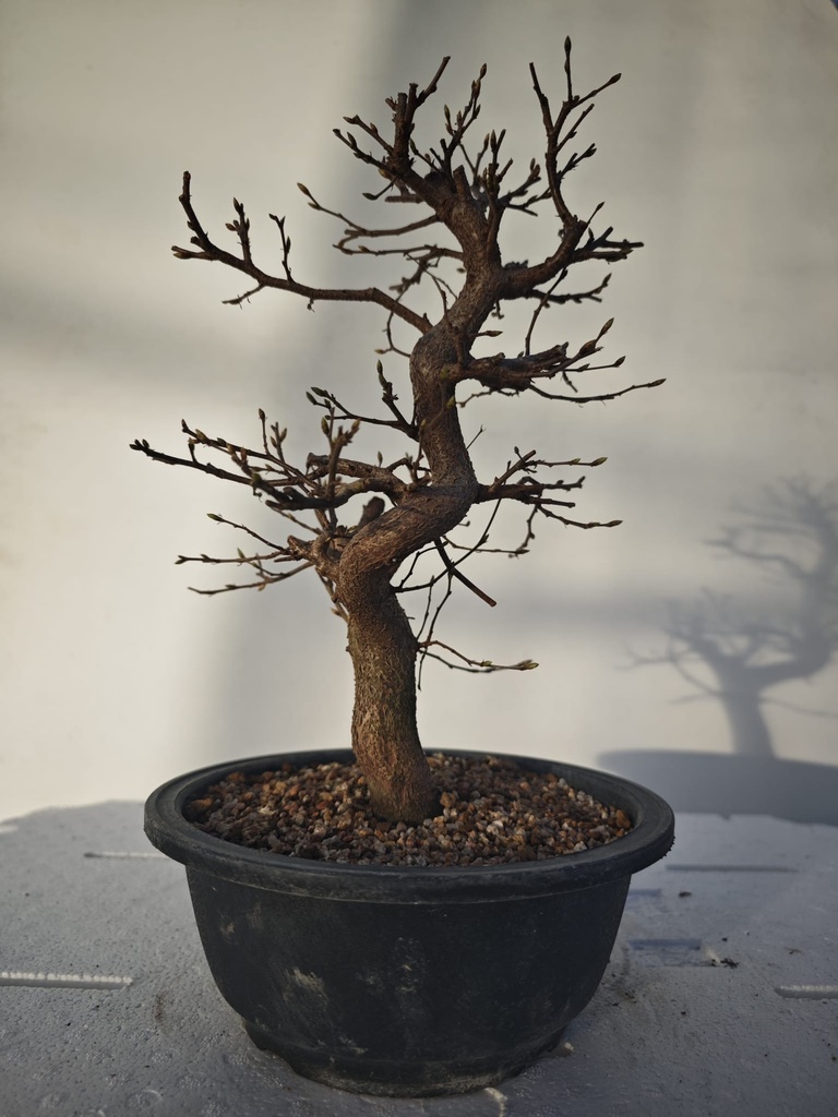 *Ca 4. Carpinus coreana 120 euros con envio gratis peninsula.